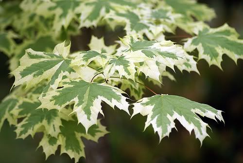 varigated maple