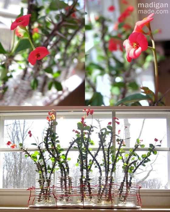 crown of thorns branches in vase crown of thorns flowers vase