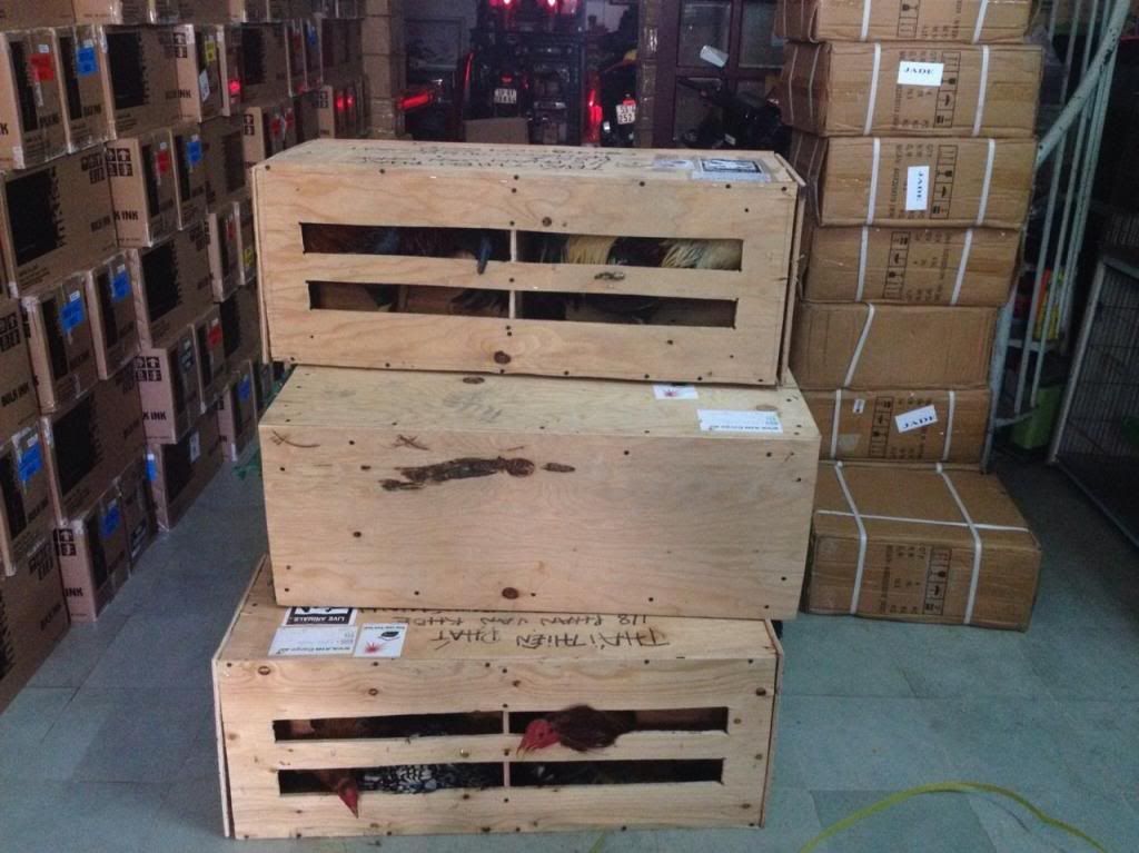 Dịch vụ vận chuyển gà từ Mỹ và Canada về Việt Nam giá rẻ và nhanh nhất - 2