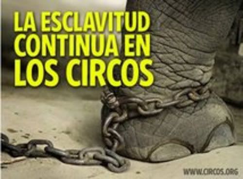 Animales Animales