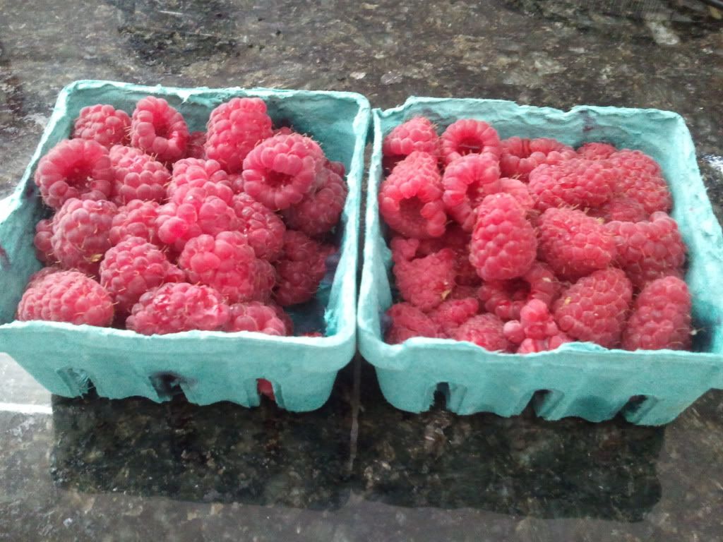Week 6 (raspberries)