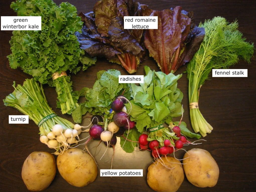 fennel stalk,baby turnips,easter egg radish,red radish,yellow potato,yellow potato,winterbor kale,red romaine lettuce