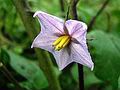 120px-Eggplant_flower-1.jpg picture by DoMinh