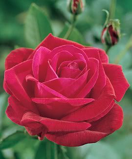 redrose Pictures, Images and Photos