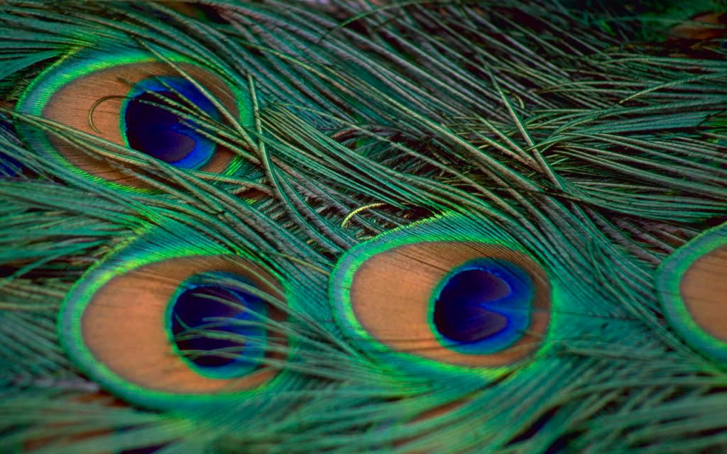 wallpapers of peacock feather. feathers,peacock,peacock feathers,feather wallpaper