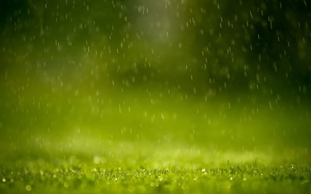 rain wallpapers. wallpaper,rain on grass