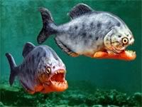 piranha Pictures, Images and Photos