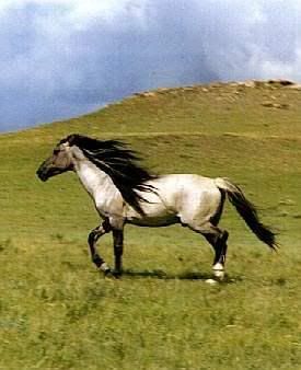 wild mustang horse