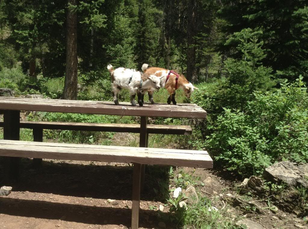 Camping with Baby Goats and People Kids - Goats