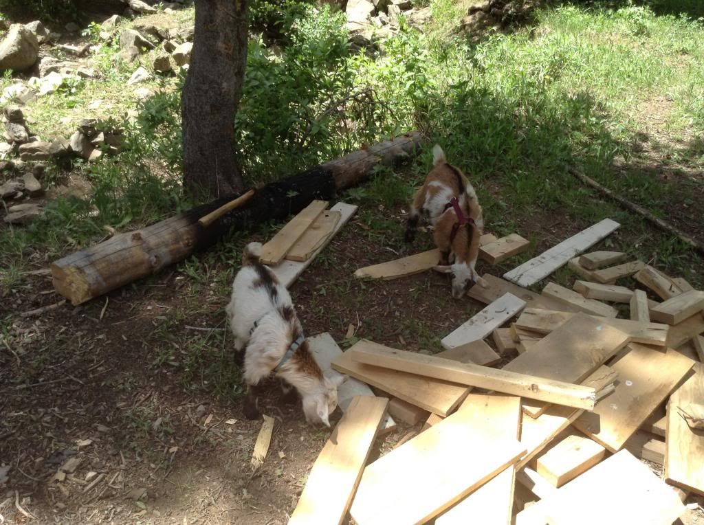 Camping with Baby Goats and People Kids - Goats