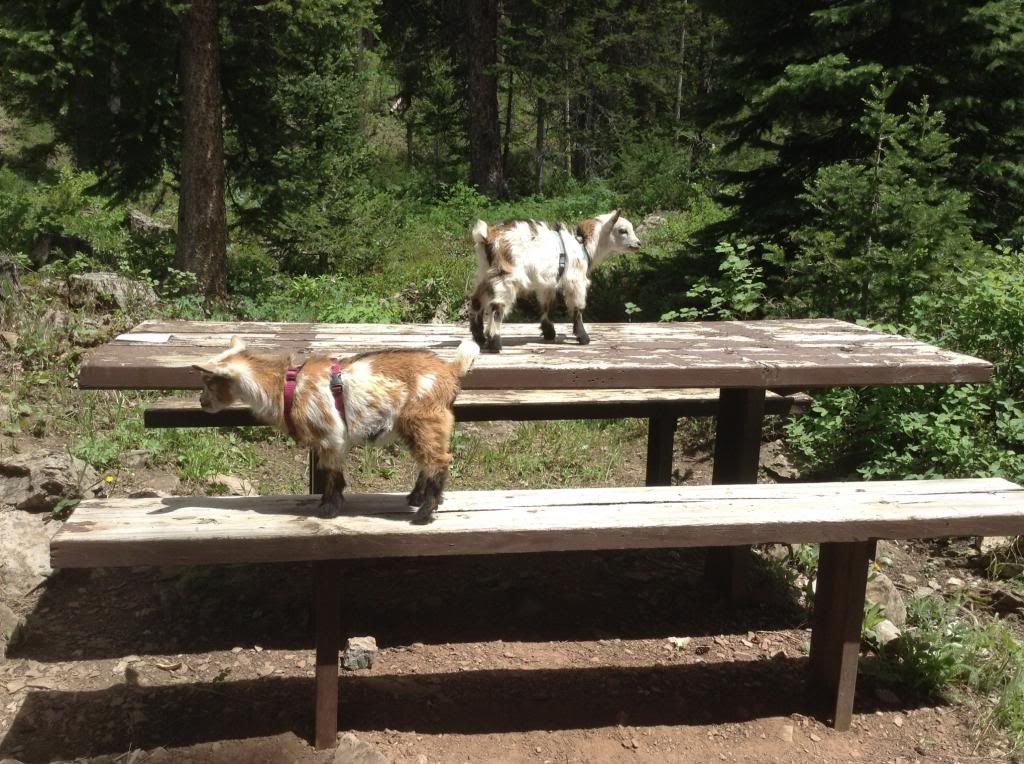 Are goats... - Goats