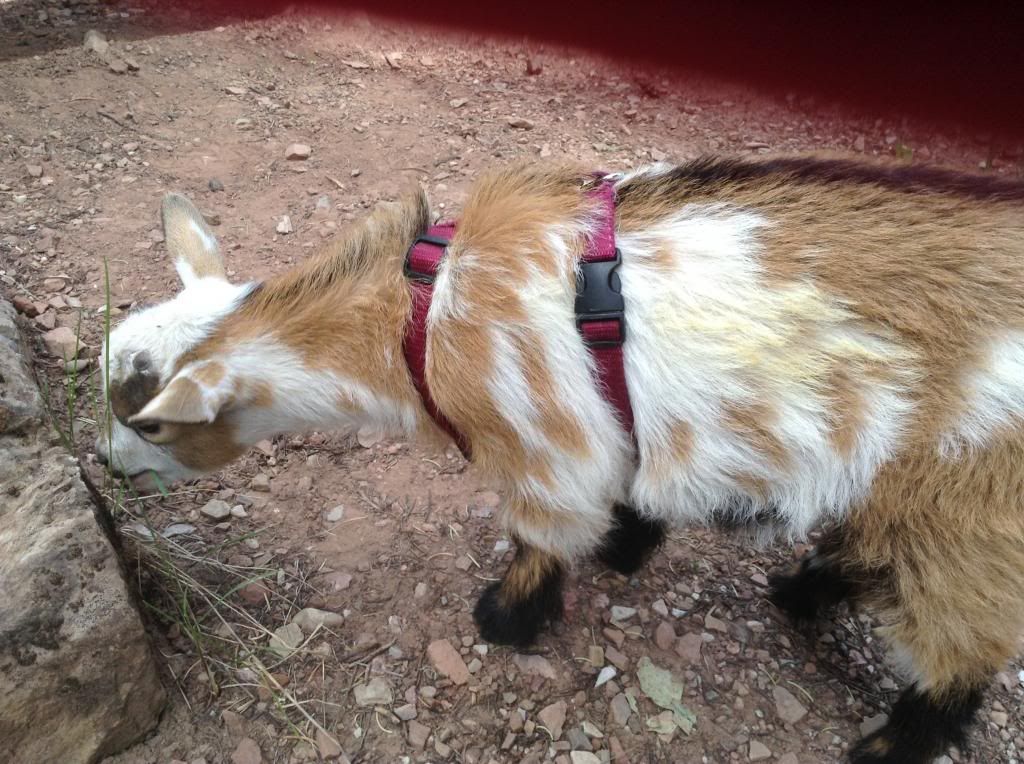 Camping with Baby Goats and People Kids - Goats