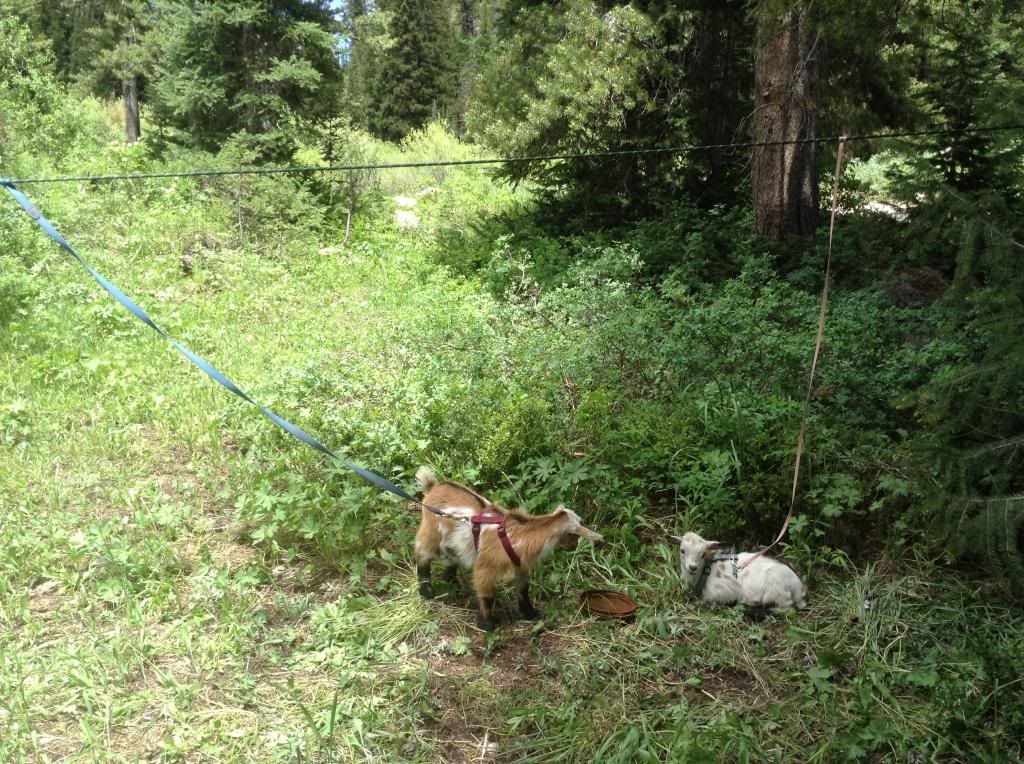Camping with Baby Goats and People Kids - Goats