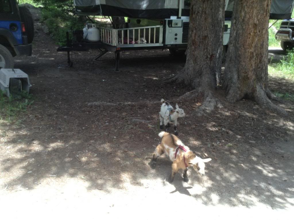 Camping with Baby Goats and People Kids - Goats
