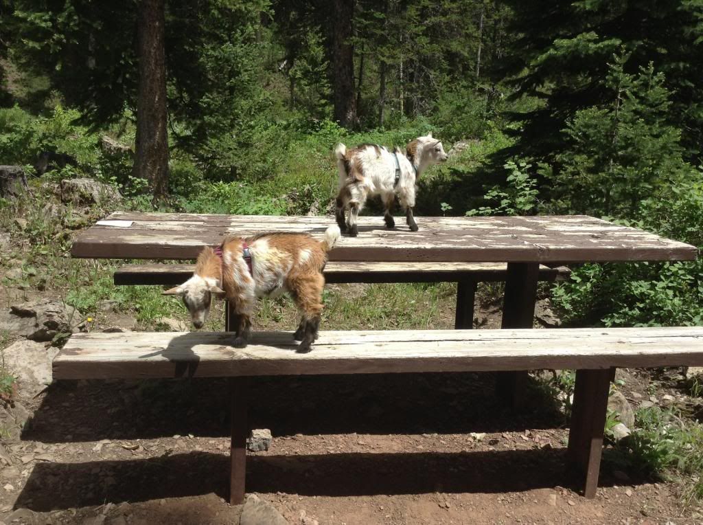 Camping with Baby Goats and People Kids - Goats