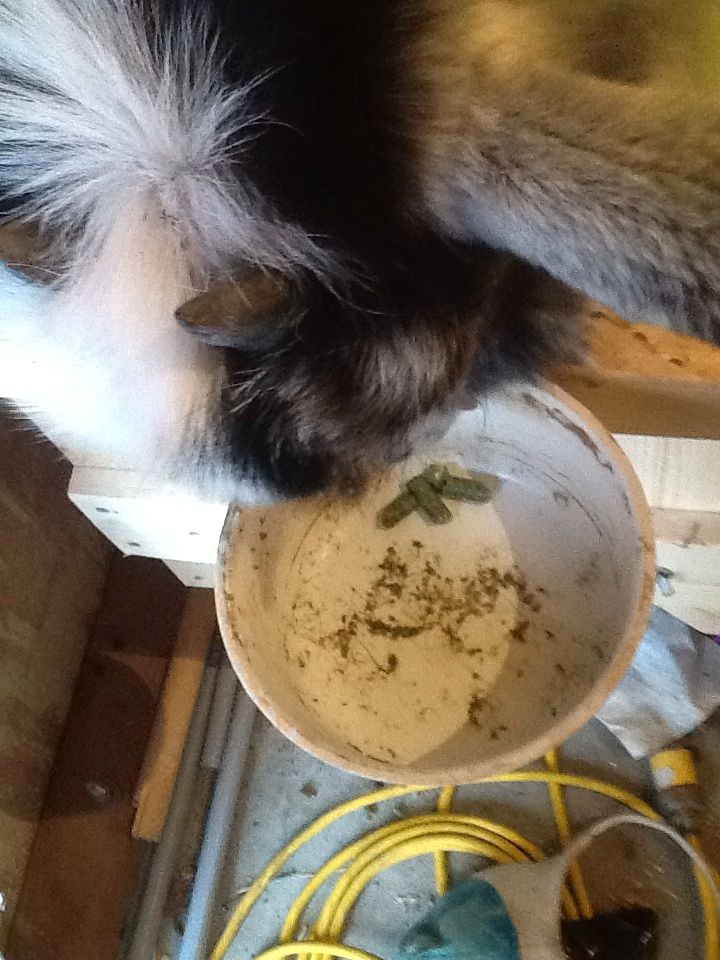 Goat phot bomb! - Goats