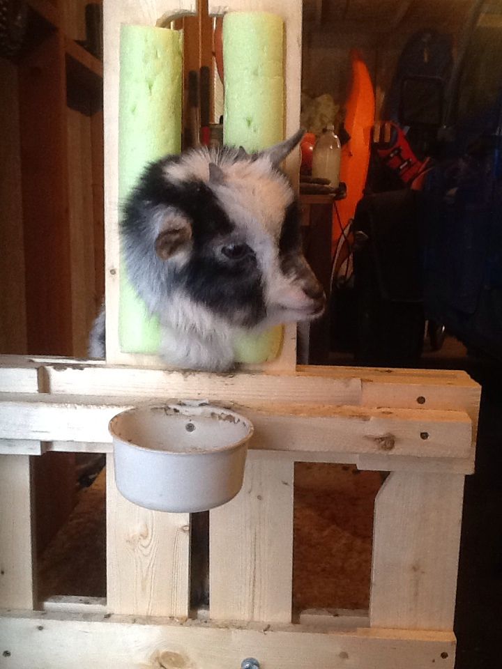 Goat phot bomb! - Goats