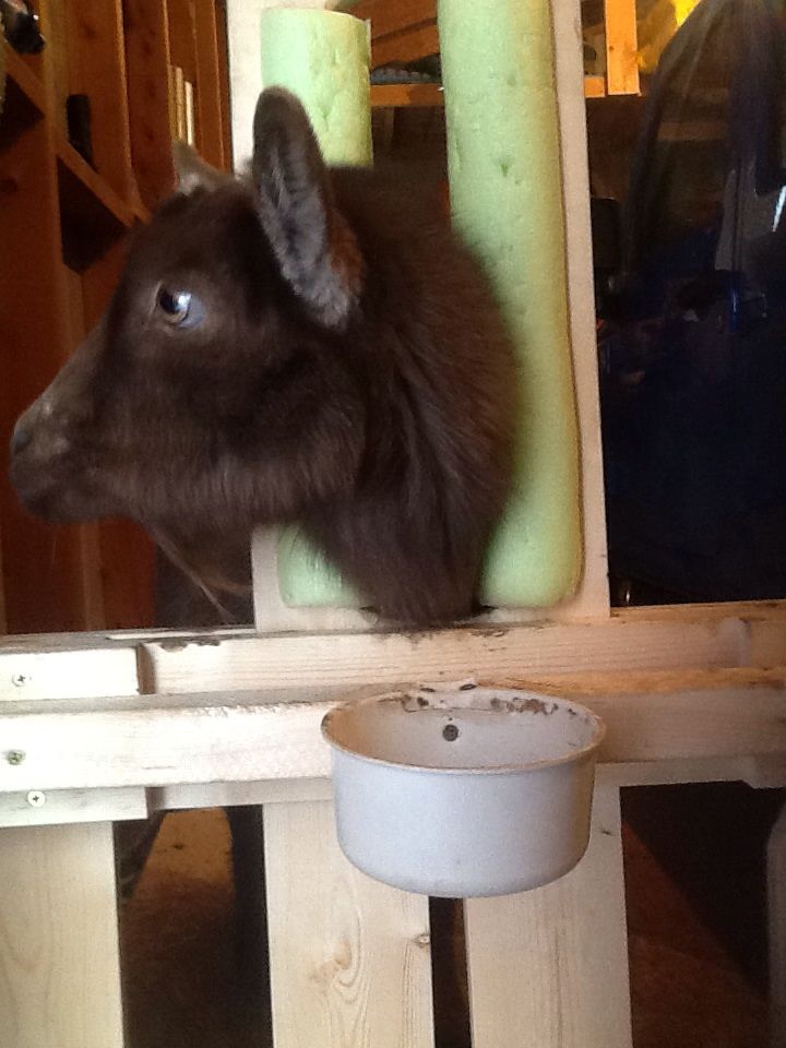 Goat phot bomb! - Goats