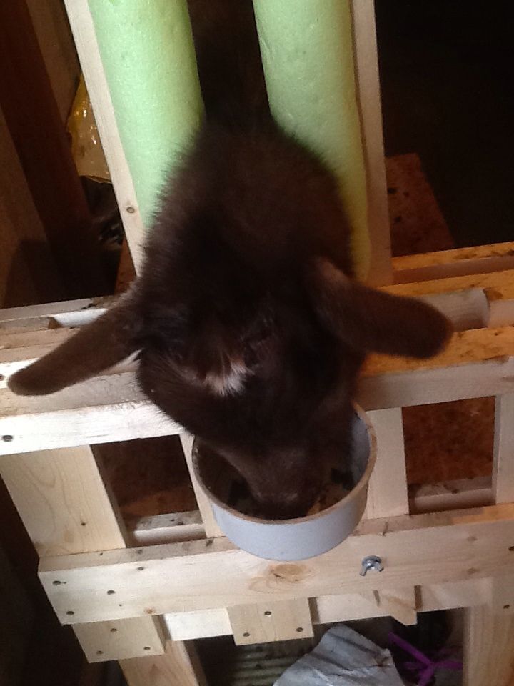 Goat phot bomb! - Goats