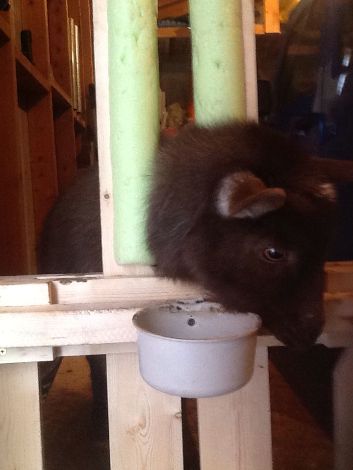 Goat phot bomb! - Goats