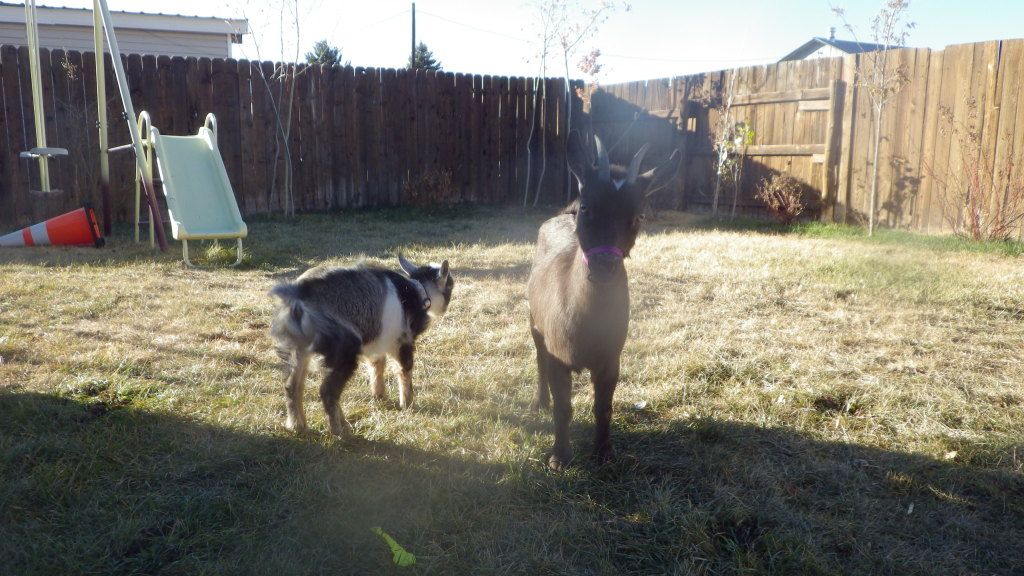 Goat phot bomb! - Goats