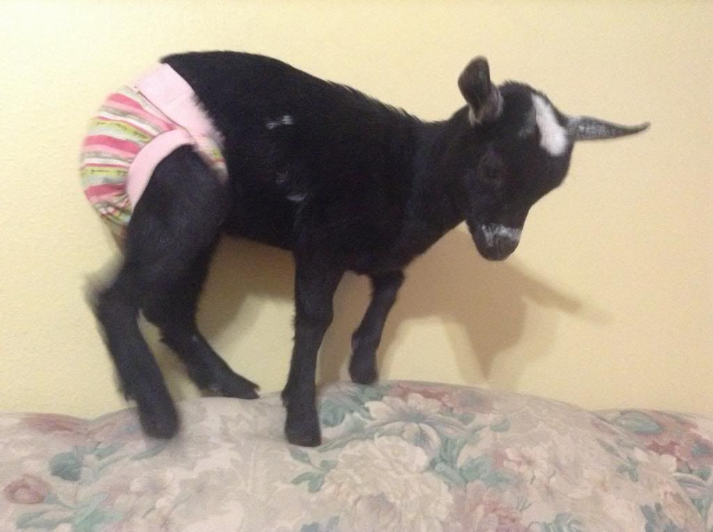 Goats in diapers photo thread Homesteading Forum