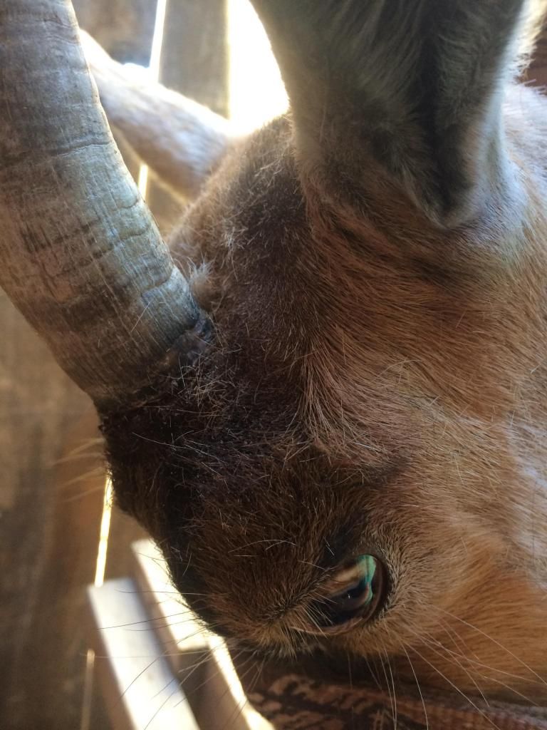 Banding horns photo tutorial Page 2 to the Homesteading Today Forum and Community!