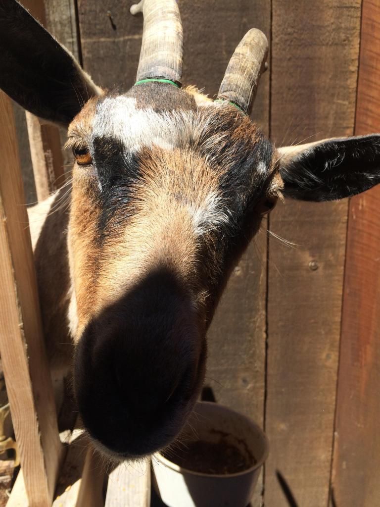 Banding horns photo tutorial Homesteading Forum