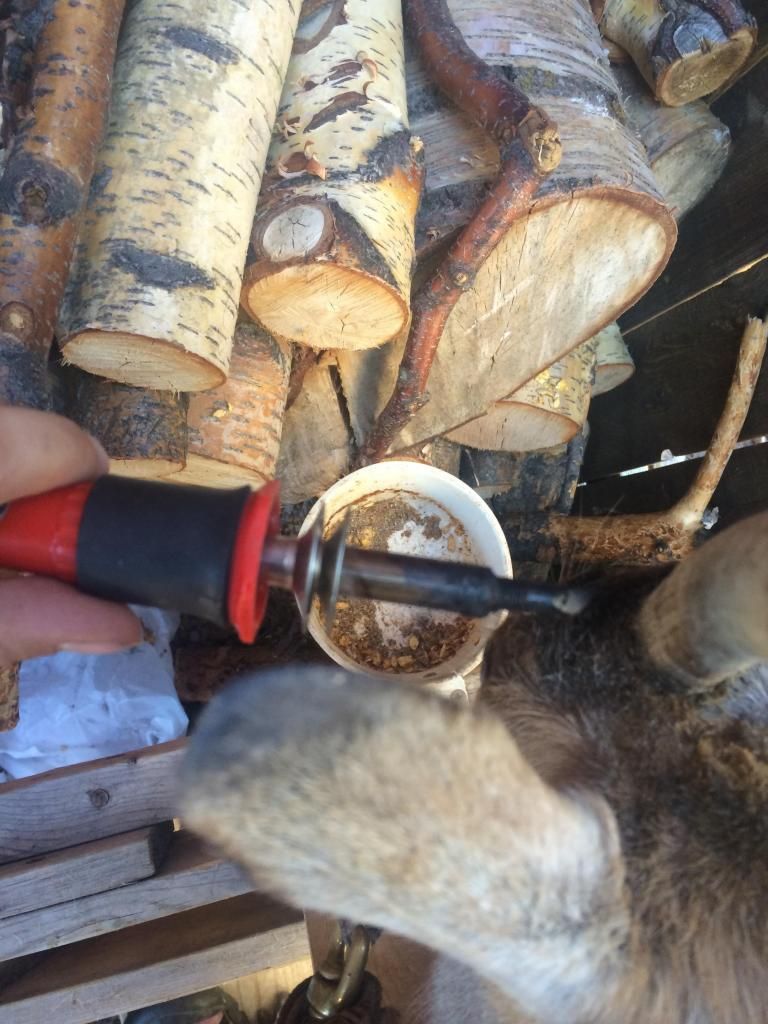 Banding horns photo tutorial Page 2 to the Homesteading Today Forum and Community!