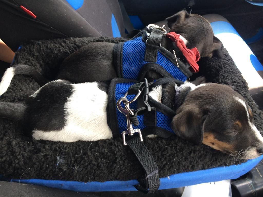 This is just for Sensible - Goats