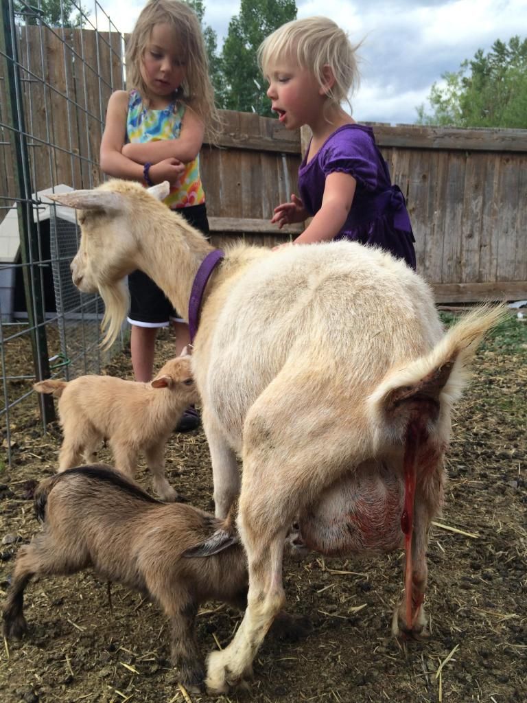 First babies! - Goats