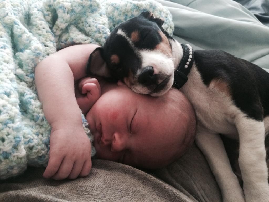 This is just for Sensible - Goats