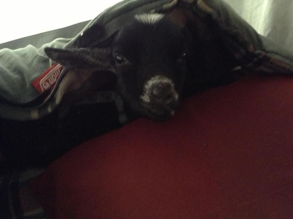 This is just for Sensible - Goats