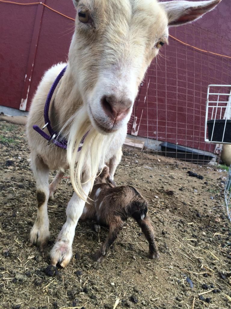 First babies! - Goats