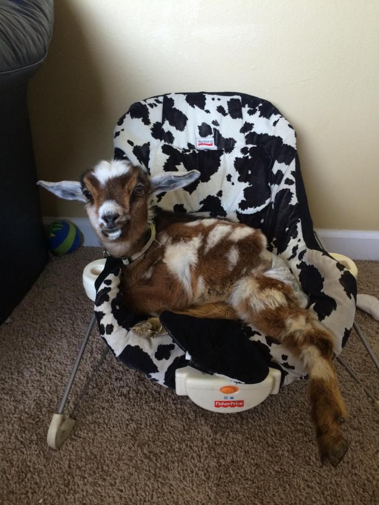 This is just for Sensible - Goats