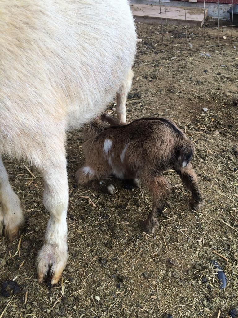 First babies! - Goats