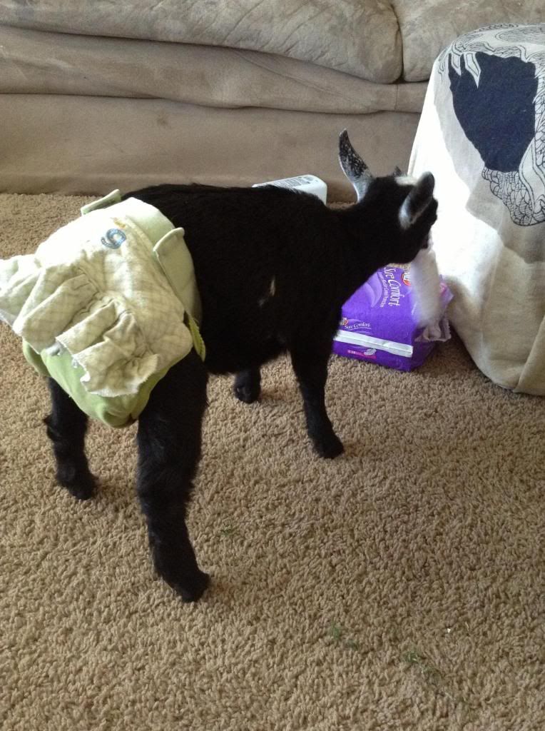 Goats in diapers photo thread Homesteading Forum