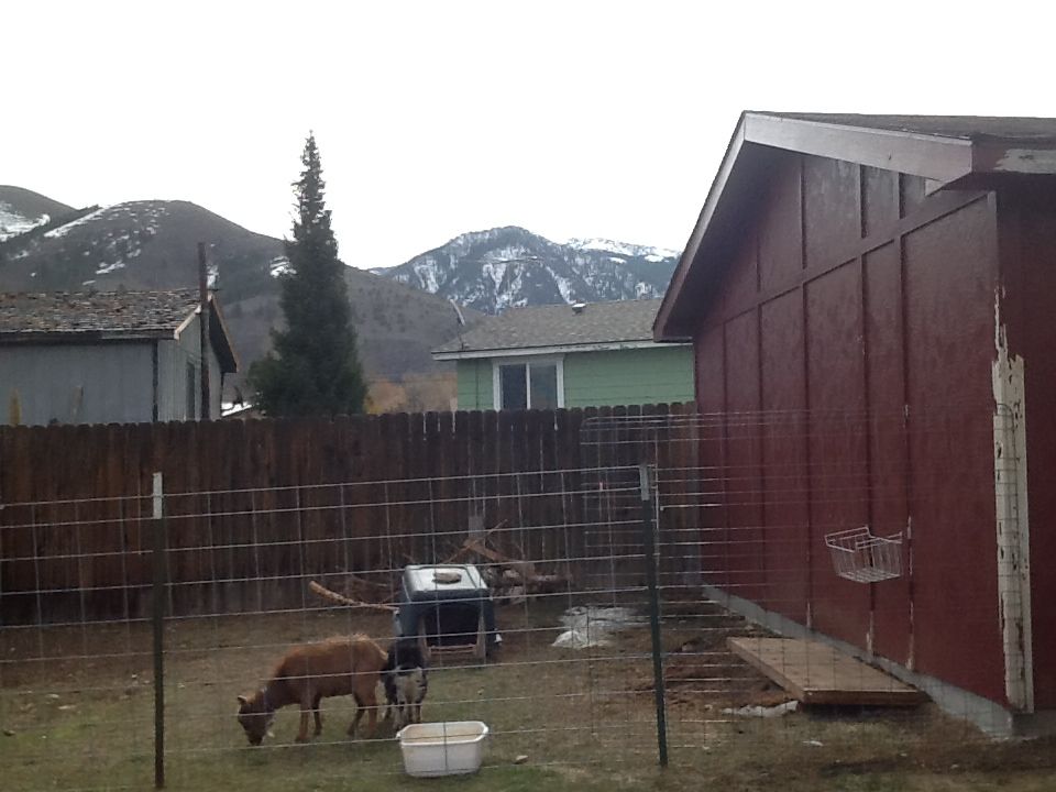 Box springs repurpose - Goats