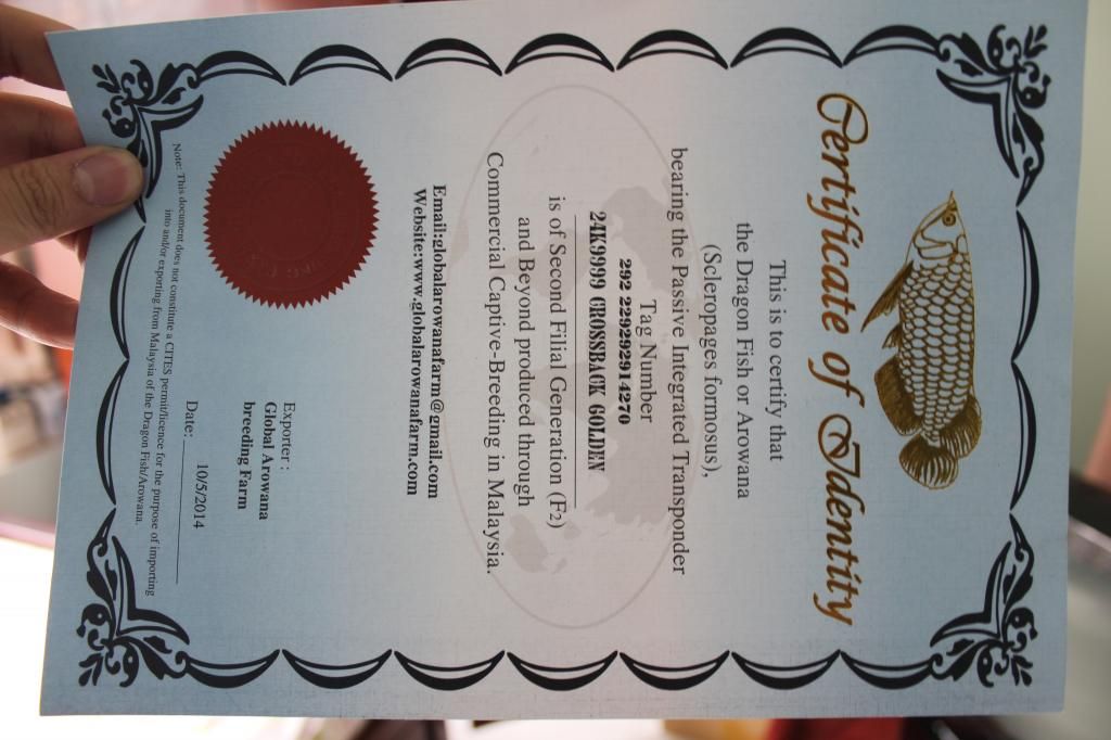 HCM-Quá bối 24k9999 cần bán - 3