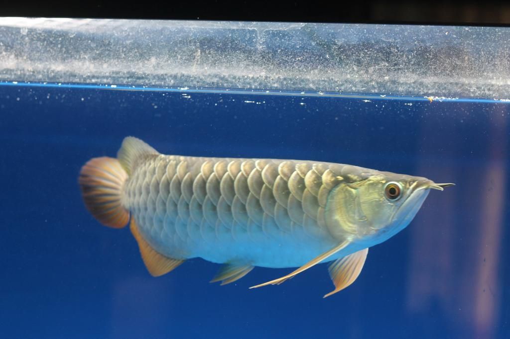 HCM-Quá bối 24k9999 cần bán