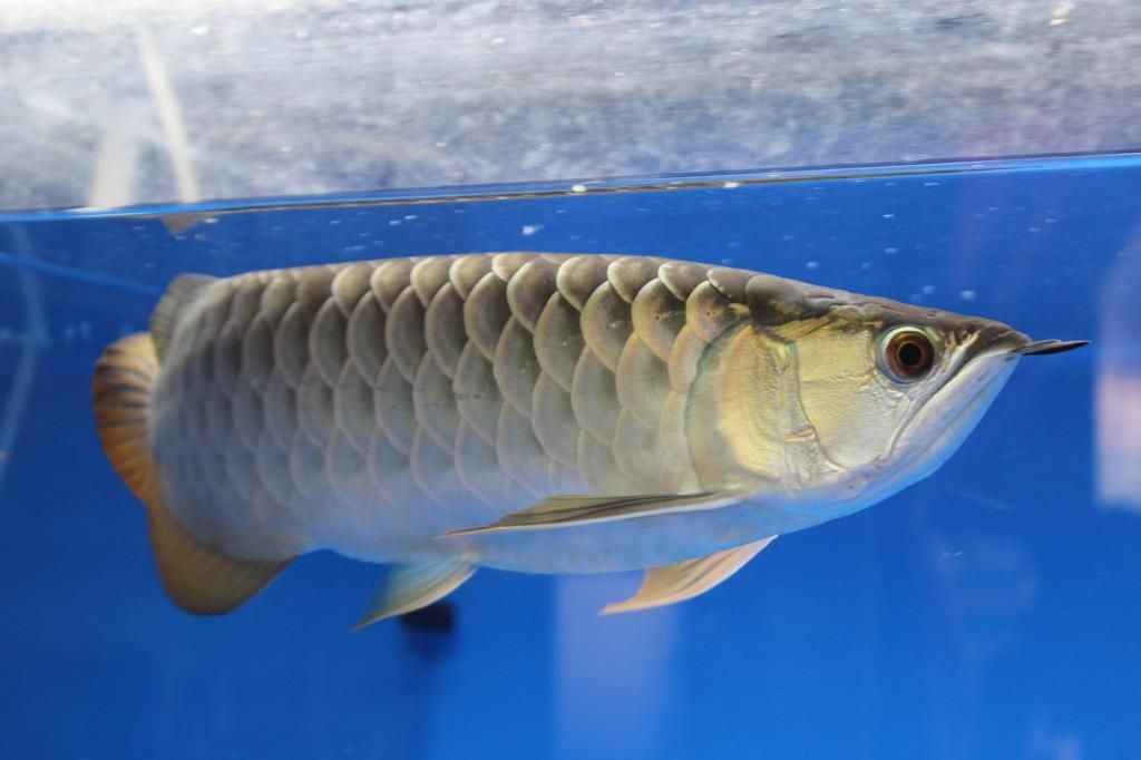 HCM-Quá bối 24k9999 cần bán - 1