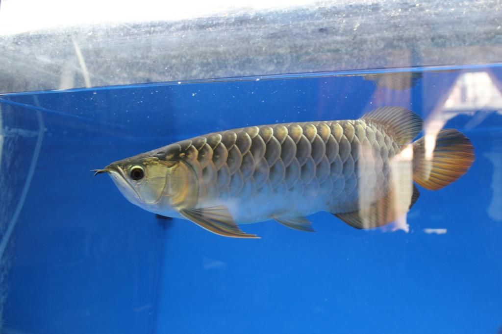 HCM-Quá bối 24k9999 cần bán - 2