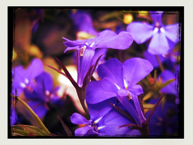 flowers photo: Violets Violets-1.jpg