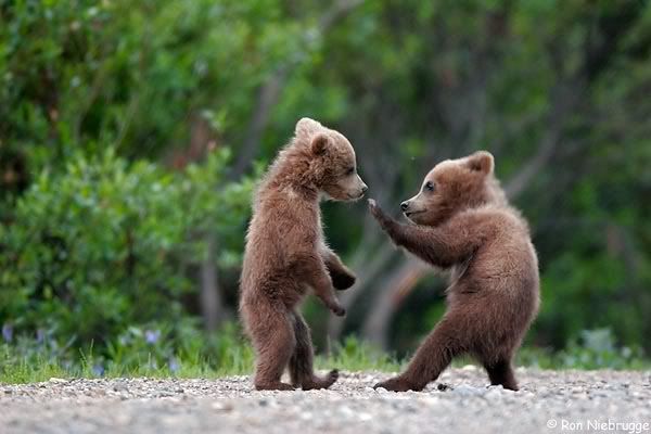 baby_animals_bear_cub_fight_001.jpg