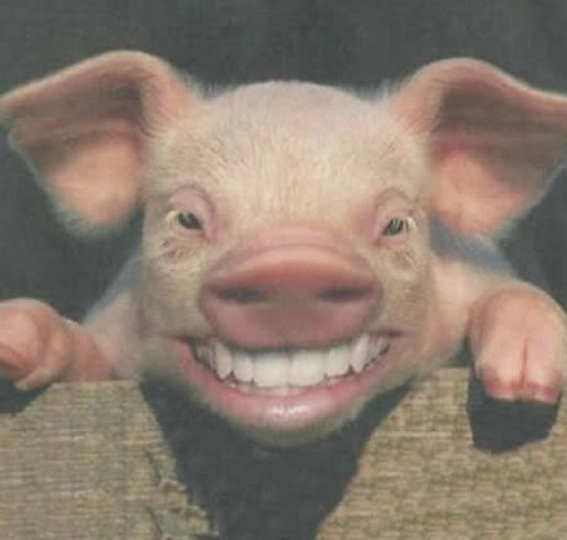 funny-pictures-of-animals- funny pictures of animals smiling. funny-pictures-of-animals-